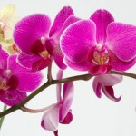 Отглеждане на орхидеи у дома